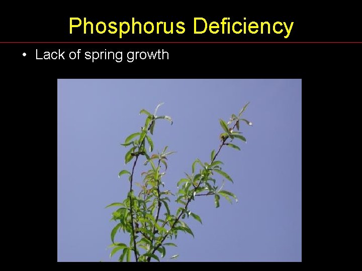 Phosphorus Deficiency • Lack of spring growth 