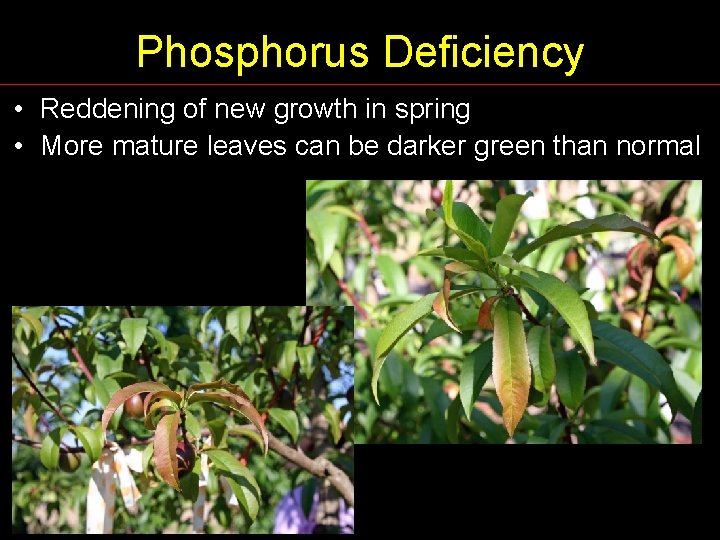 Phosphorus Deficiency • Reddening of new growth in spring • More mature leaves can