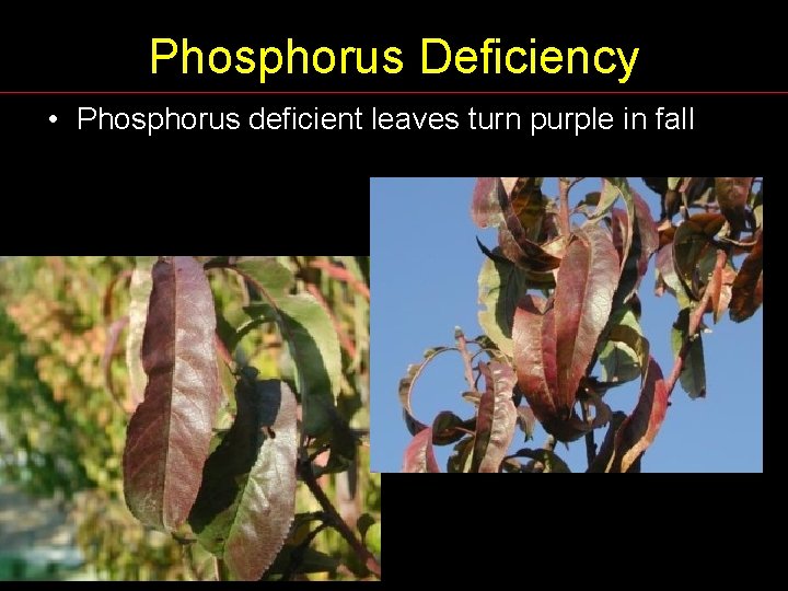 Phosphorus Deficiency • Phosphorus deficient leaves turn purple in fall 