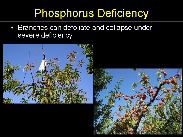 Phosphorus Deficiency • Branches can defoliate and collapse under severe deficiency 