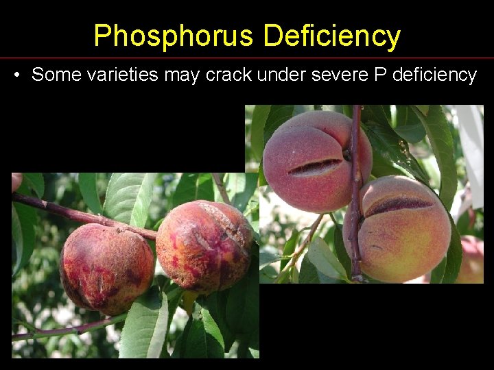 Phosphorus Deficiency • Some varieties may crack under severe P deficiency 