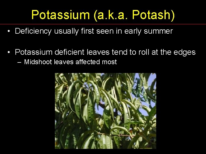 Potassium (a. k. a. Potash) • Deficiency usually first seen in early summer •