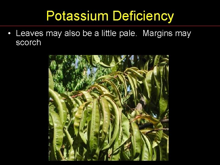 Potassium Deficiency • Leaves may also be a little pale. Margins may scorch 