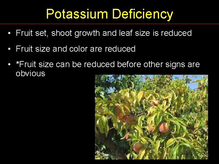 Potassium Deficiency • Fruit set, shoot growth and leaf size is reduced • Fruit