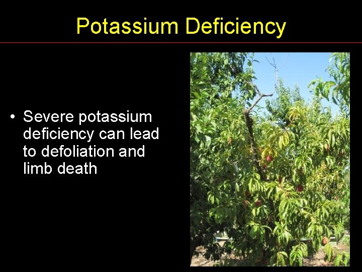 Potassium Deficiency • Severe potassium deficiency can lead to defoliation and limb death 