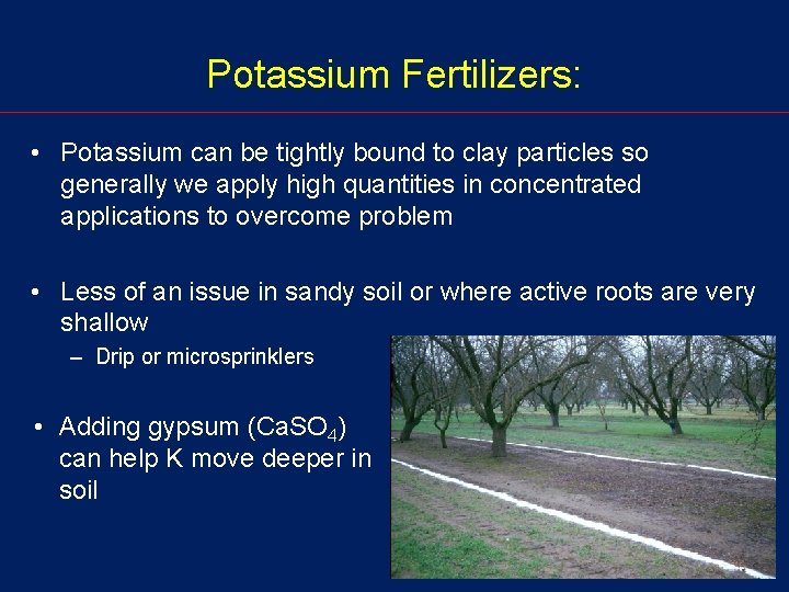 Potassium Fertilizers: • Potassium can be tightly bound to clay particles so generally we
