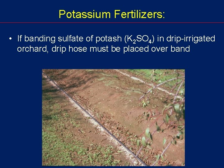Potassium Fertilizers: • If banding sulfate of potash (K 2 SO 4) in drip-irrigated
