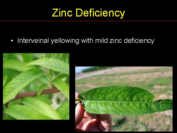 Zinc Deficiency • Interveinal yellowing with mild zinc deficiency 