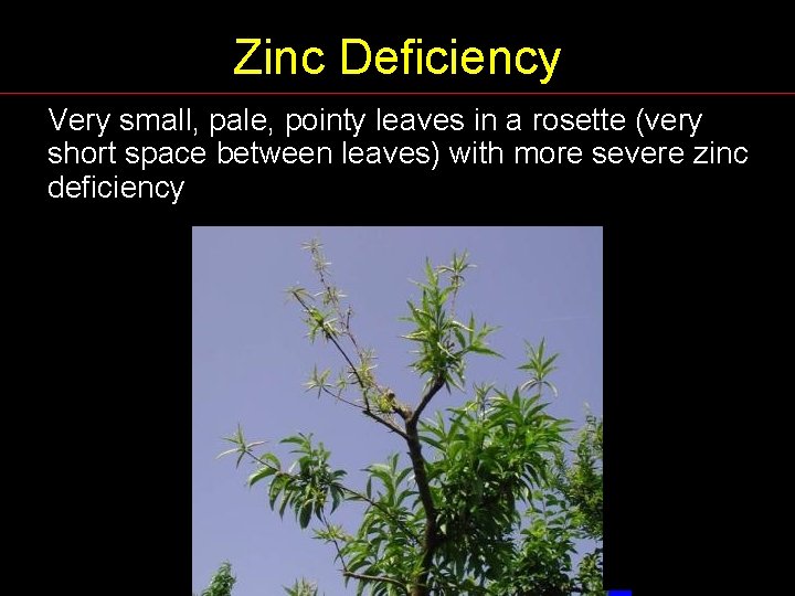 Zinc Deficiency Very small, pale, pointy leaves in a rosette (very short space between