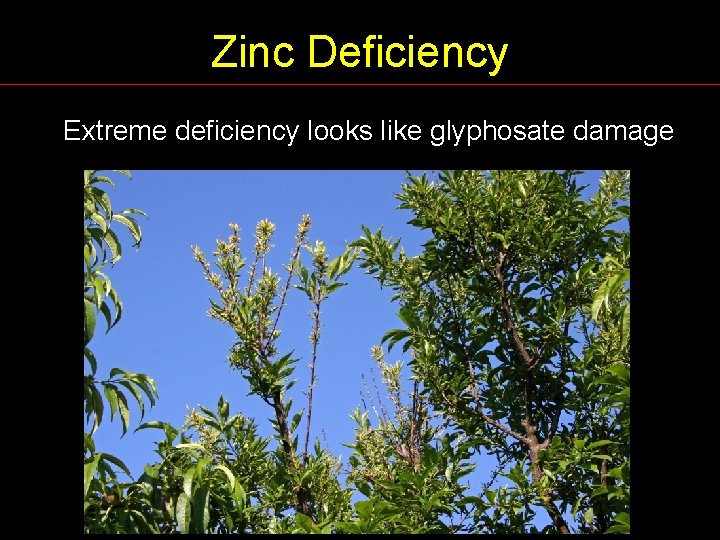 Zinc Deficiency Extreme deficiency looks like glyphosate damage 