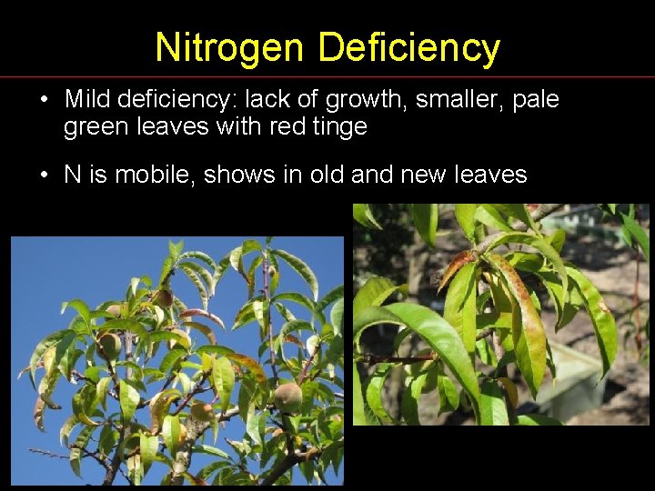 Nitrogen Deficiency • Mild deficiency: lack of growth, smaller, pale green leaves with red