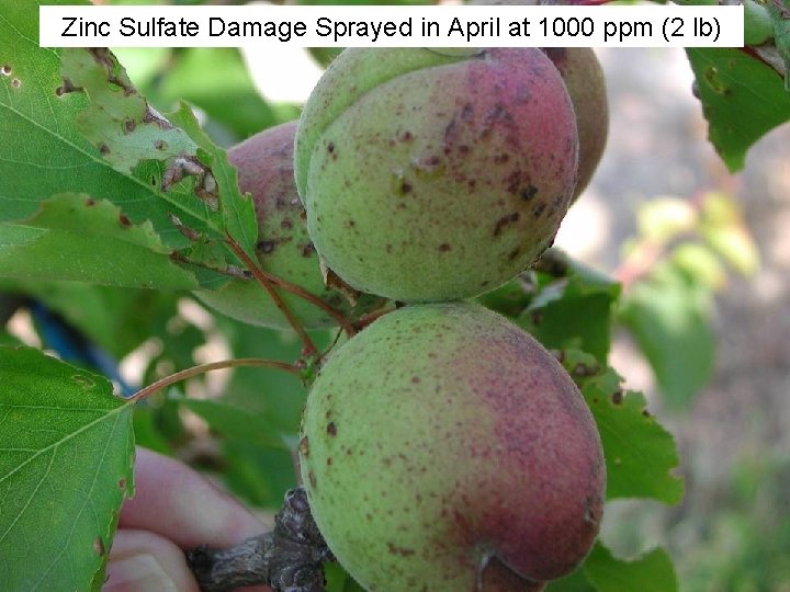 Zinc Sulfate Damage Sprayed in April at 1000 ppm (2 lb) 