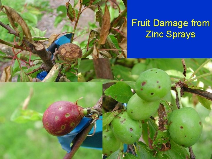Fruit Damage from Zinc Sprays 