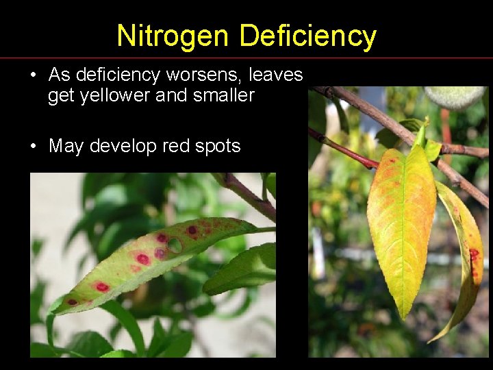 Nitrogen Deficiency • As deficiency worsens, leaves get yellower and smaller • May develop