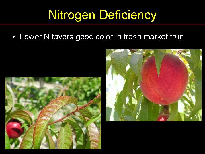 Nitrogen Deficiency • Lower N favors good color in fresh market fruit 