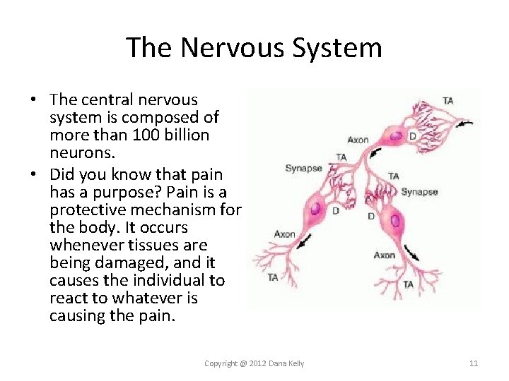 The Nervous System • The central nervous system is composed of more than 100 The Nervous System • The central nervous system is composed of more than 100