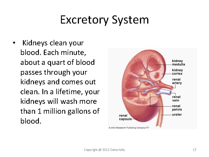 Excretory System • Kidneys clean your blood. Each minute, about a quart of blood Excretory System • Kidneys clean your blood. Each minute, about a quart of blood