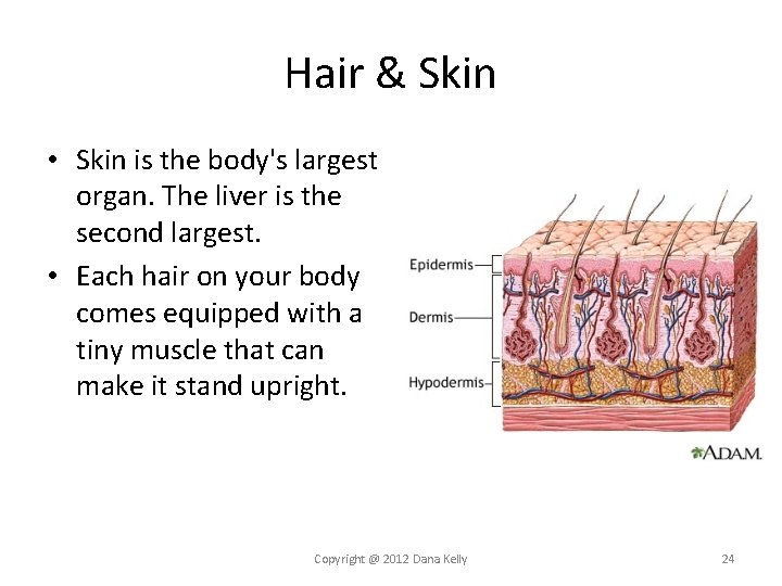 Hair & Skin • Skin is the body's largest organ. The liver is the Hair & Skin • Skin is the body's largest organ. The liver is the