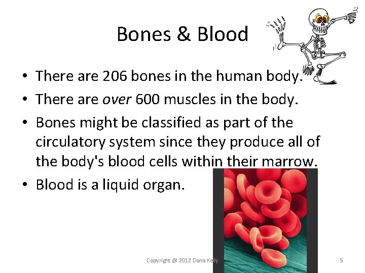 Bones & Blood • There are 206 bones in the human body. • There Bones & Blood • There are 206 bones in the human body. • There
