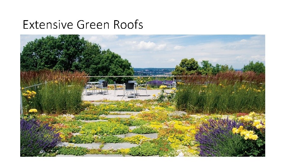 Extensive Green Roofs 