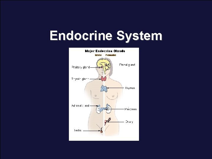 Endocrine System 