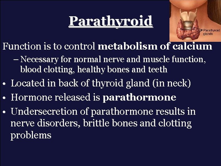 Parathyroid Function is to control metabolism of calcium – Necessary for normal nerve and