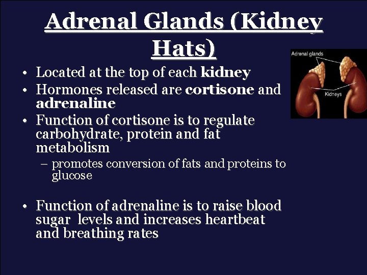 Adrenal Glands (Kidney Hats) • Located at the top of each kidney • Hormones