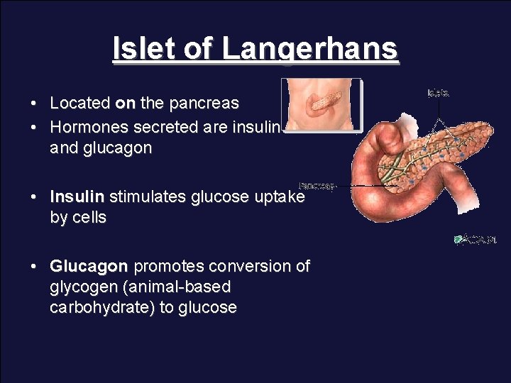 Islet of Langerhans • Located on the pancreas • Hormones secreted are insulin and