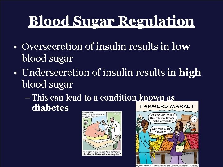 Blood Sugar Regulation • Oversecretion of insulin results in low blood sugar • Undersecretion