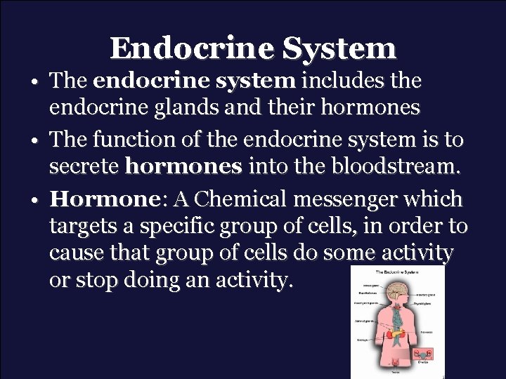 Endocrine System • The endocrine system includes the endocrine glands and their hormones •