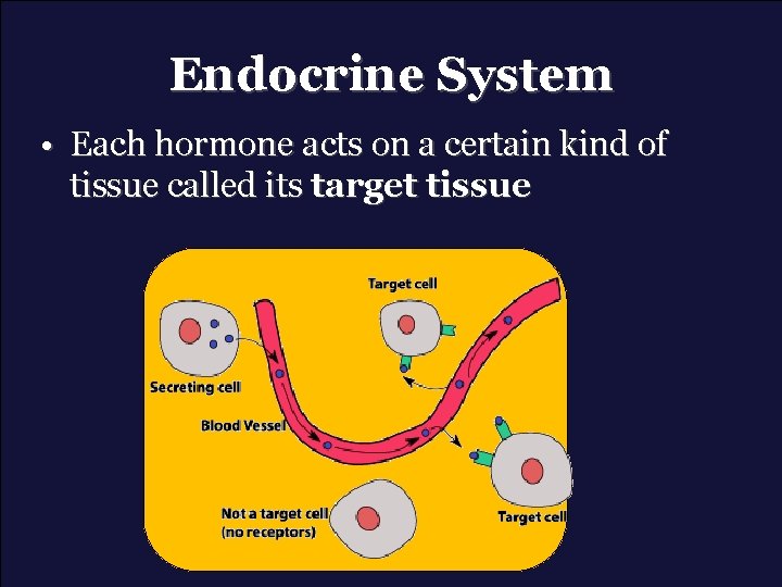 Endocrine System • Each hormone acts on a certain kind of tissue called its