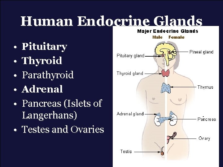 Human Endocrine Glands • • • Pituitary Thyroid Parathyroid Adrenal Pancreas (Islets of Langerhans)