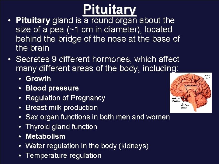 Pituitary • Pituitary gland is a round organ about the size of a pea