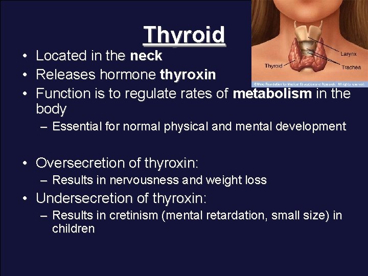  • • • Thyroid Located in the neck Releases hormone thyroxin Function is
