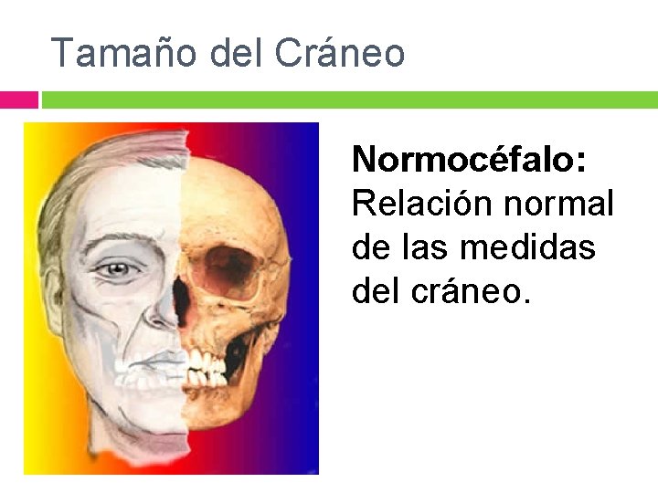 Tamaño del Cráneo Normocéfalo: Relación normal de las medidas del cráneo. 