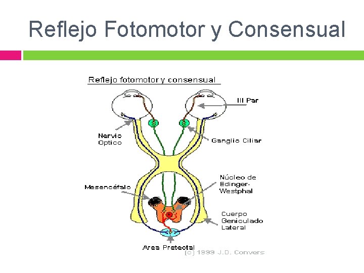 Reflejo Fotomotor y Consensual 