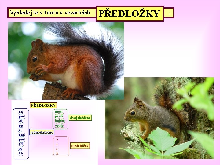 Vyhledejte v textu o veverkách PŘEDLOŽKY . 