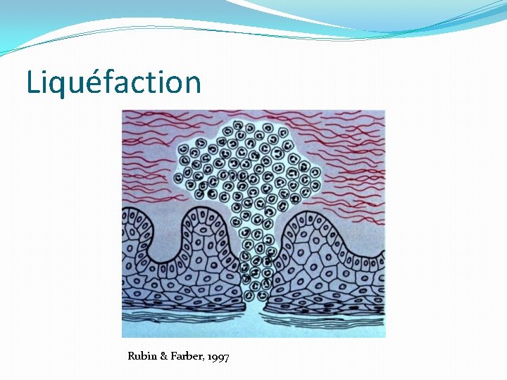 Liquéfaction Rubin & Farber, 1997 
