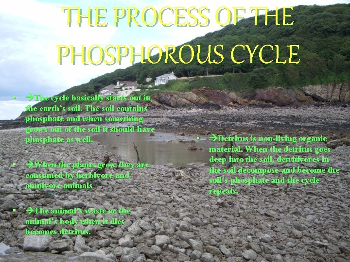 THE PROCESS OF THE PHOSPHOROUS CYCLE § The cycle basically starts out in the
