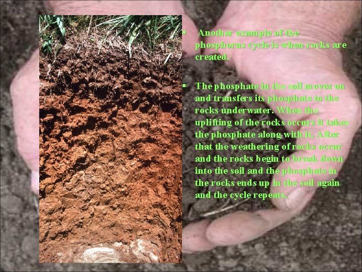 § Another example of the phosphorus cycle is when rocks are created. § The