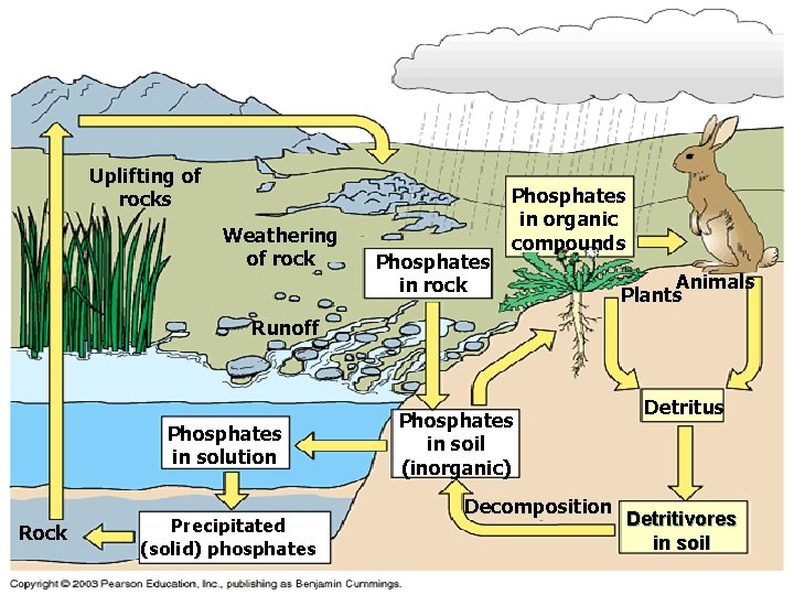 Uplifting of rocks Weathering of rock Phosphates in organic compounds Animals Plants Runoff Phosphates