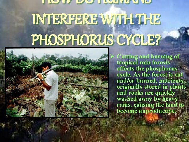 HOW DO HUMANS INTERFERE WITH THE PHOSPHORUS CYCLE? Ø Cutting and burning of tropical
