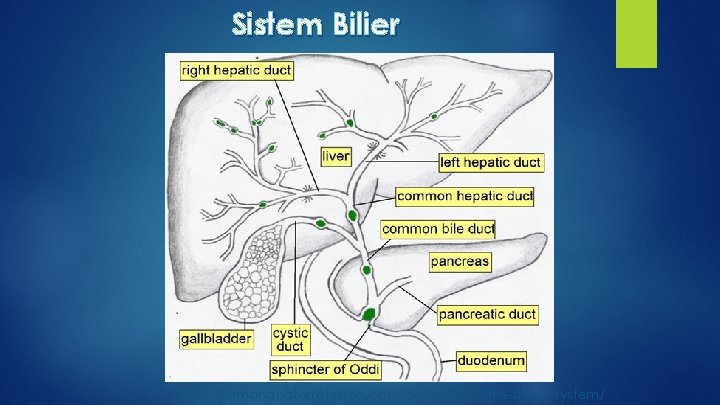 Sistem Bilier http: //humananatomylesson. com/anatomy-of-the-biliary-system/ 