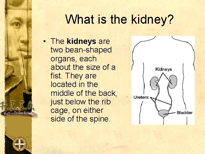 What is the kidney? • The kidneys are two bean-shaped organs, each about the