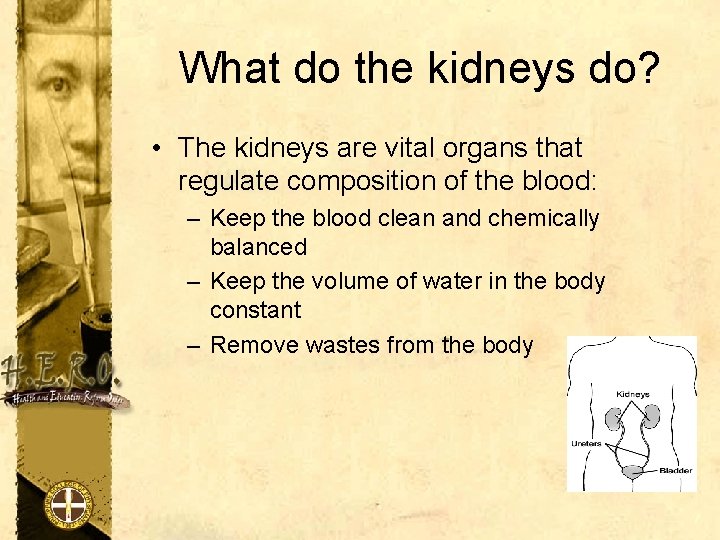 What do the kidneys do? • The kidneys are vital organs that regulate composition