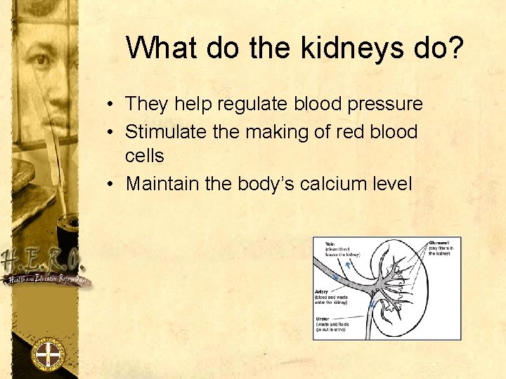 What do the kidneys do? • They help regulate blood pressure • Stimulate the