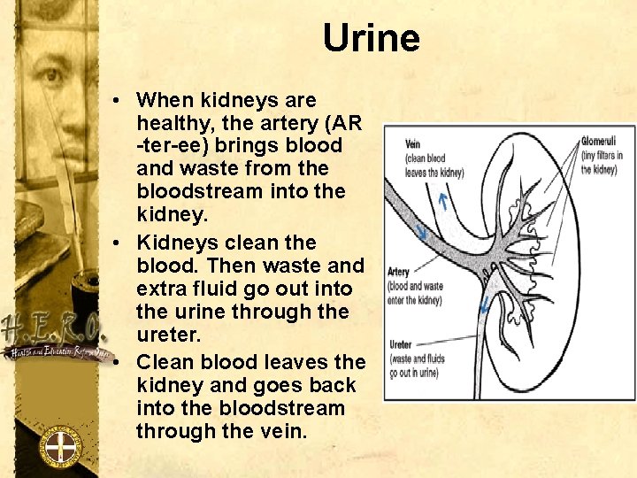 Urine • When kidneys are healthy, the artery (AR -ter-ee) brings blood and waste