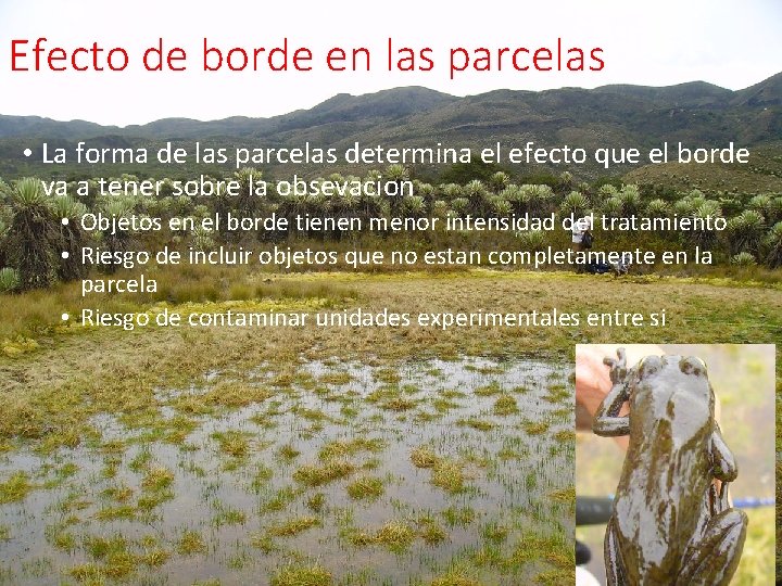 Efecto de borde en las parcelas • La forma de las parcelas determina el Efecto de borde en las parcelas • La forma de las parcelas determina el