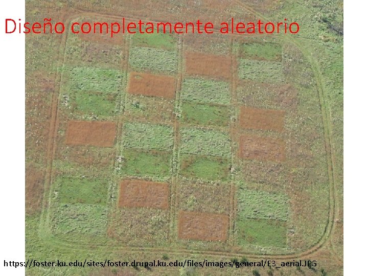 Diseño completamente aleatorio https: //foster. ku. edu/sites/foster. drupal. ku. edu/files/images/general/E 3_aerial. JPG Diseño completamente aleatorio https: //foster. ku. edu/sites/foster. drupal. ku. edu/files/images/general/E 3_aerial. JPG