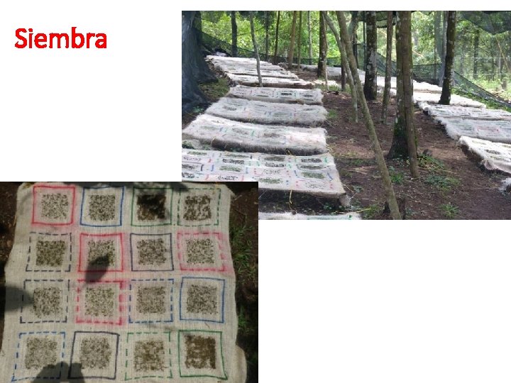 Siembra Siembra